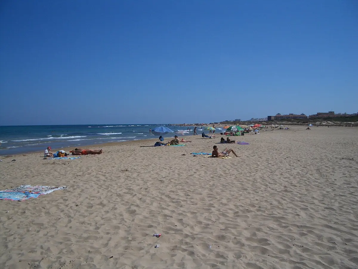 Playa del Moncayo, Guardamar, Guardamar del Segura, Costa Blanca - wide beach backed by dunes and a pine forest