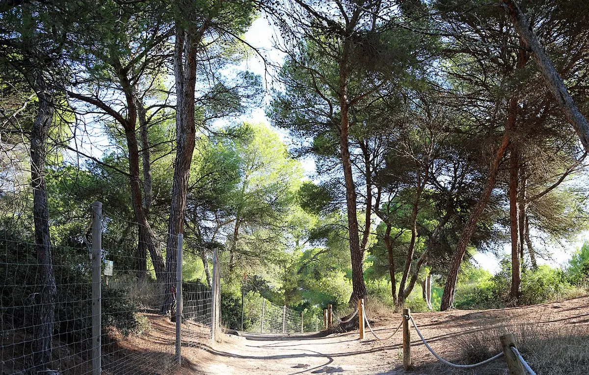 Platja de Muro, Mallorca, Playa de Muro, Alcudia, Mallorca - long white sandy beach with pines in alcudia bay