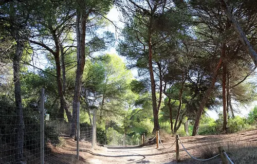 Platja de Muro, Mallorca, Playa de Muro, Alcudia, Mallorca