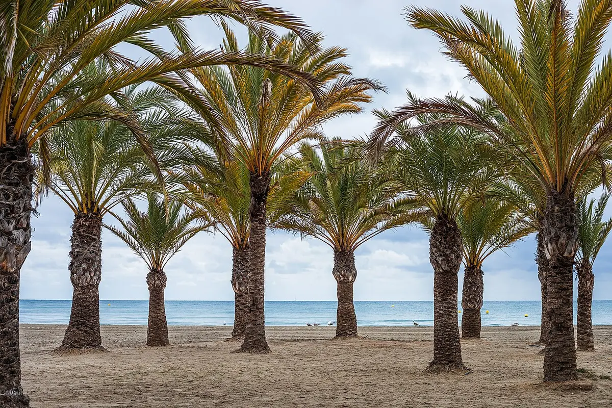 Playa de Levante, Santa Pola, Santa Pola, Costa Blanca - palm-lined sand beach beside a salt-flat town